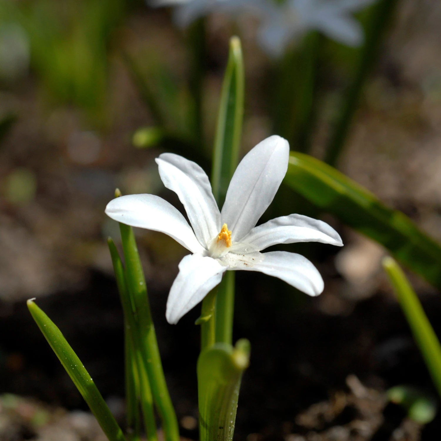 Chionodoxa - Spring Singalong Mix - Image 4