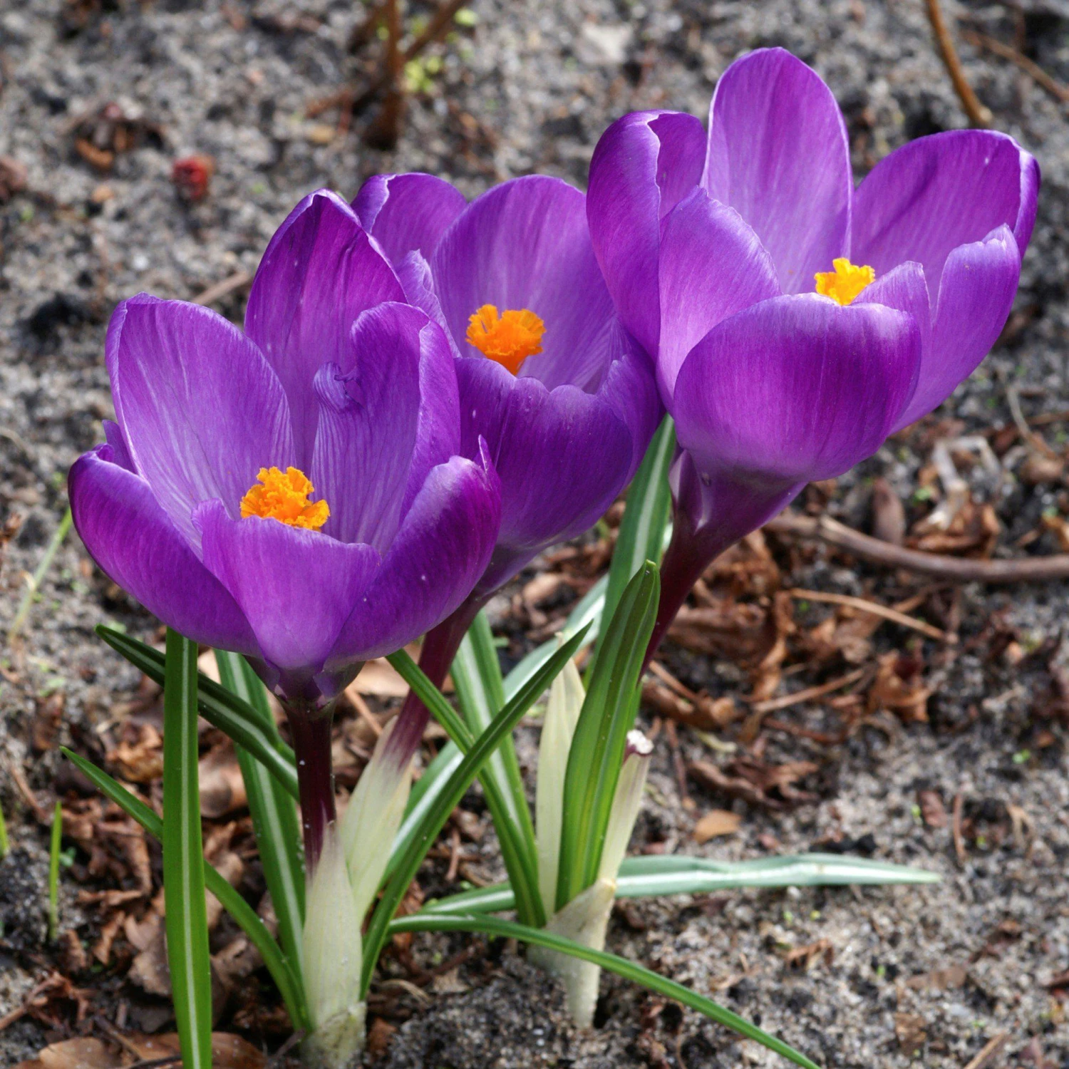 Crocus - Flower Record - Image 5