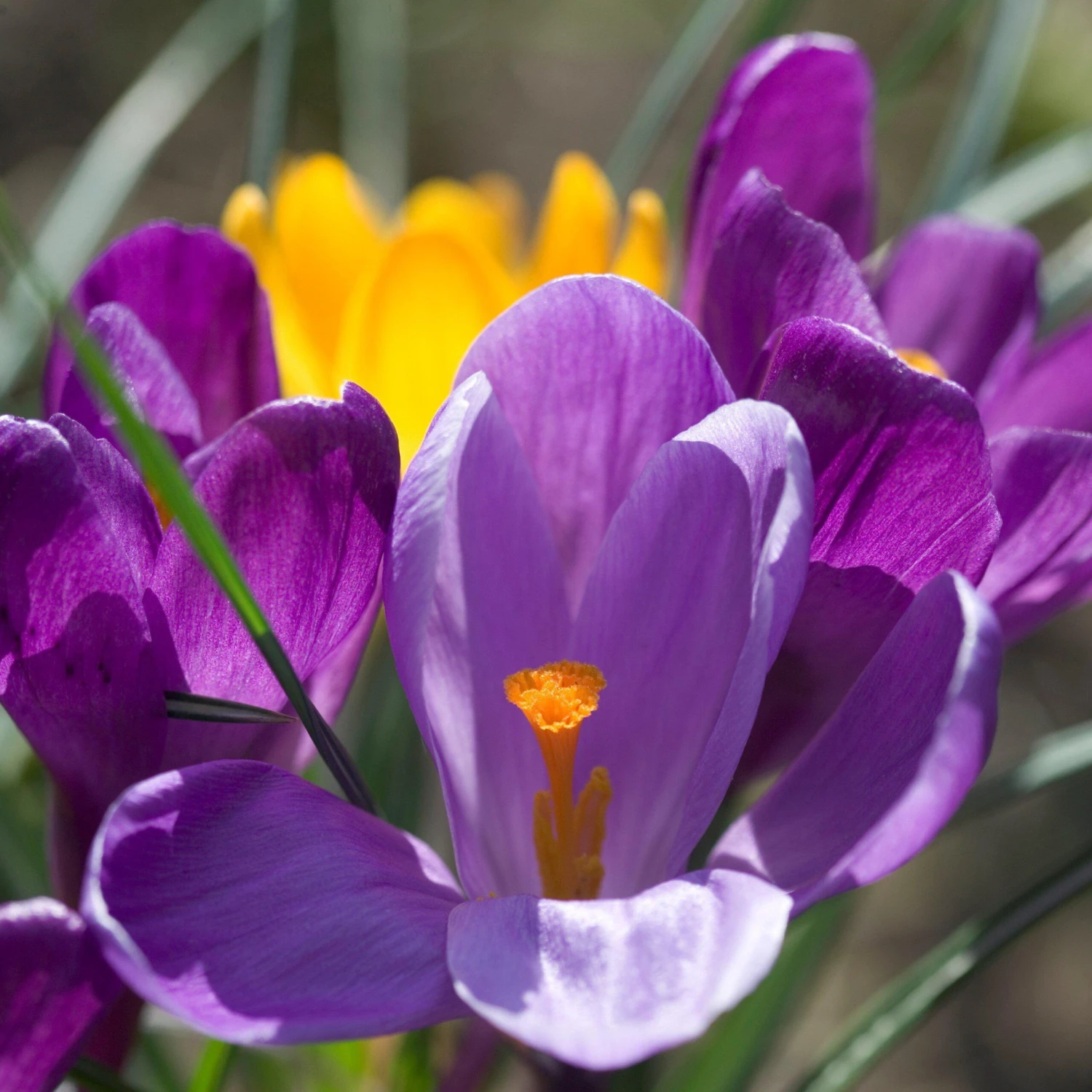 Crocus - Flower Record - Image 4