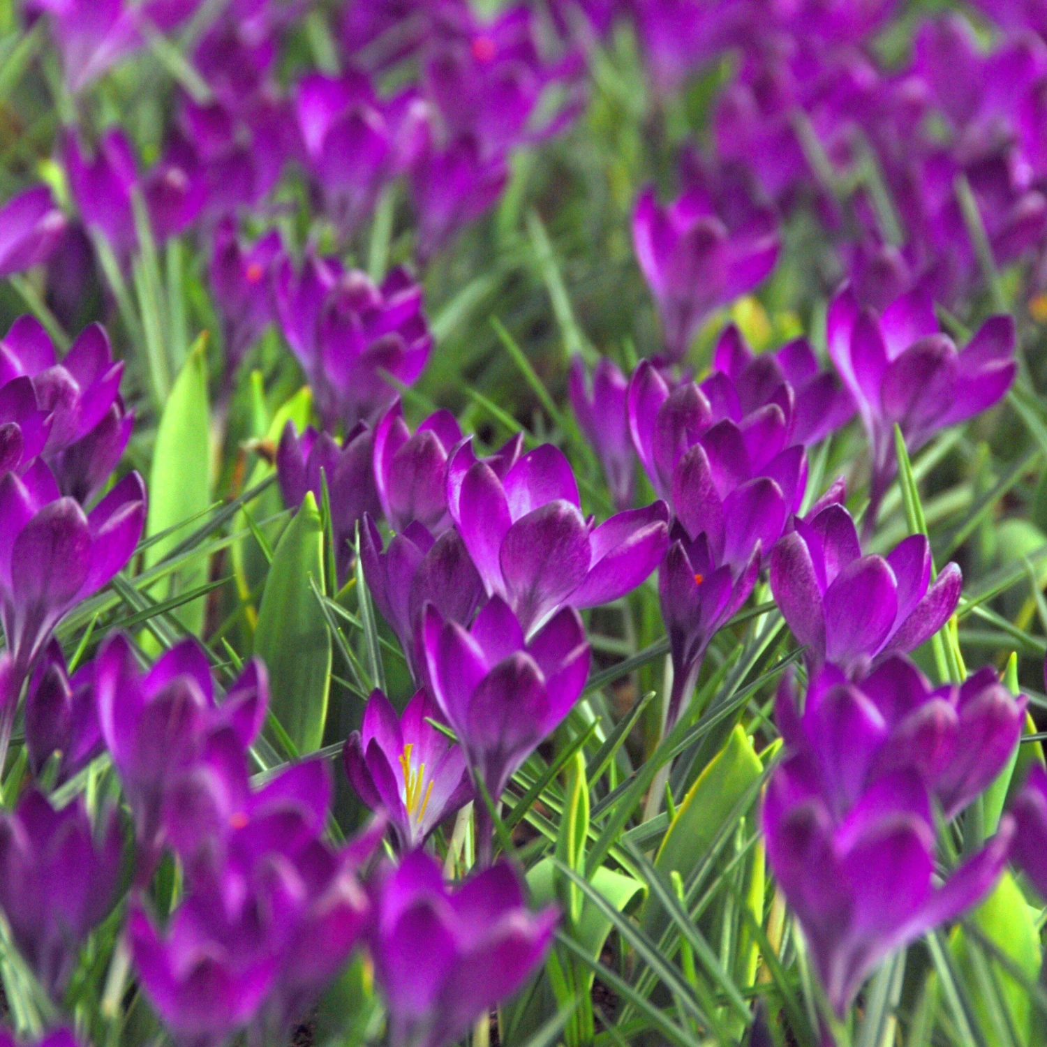 Crocus - Flower Record - Image 3