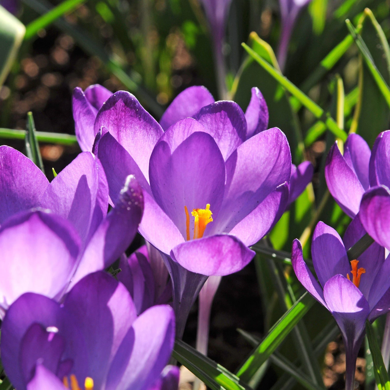 Crocus - Flower Record - Image 2