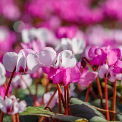 Cyclamen - Angel Flutter Mix