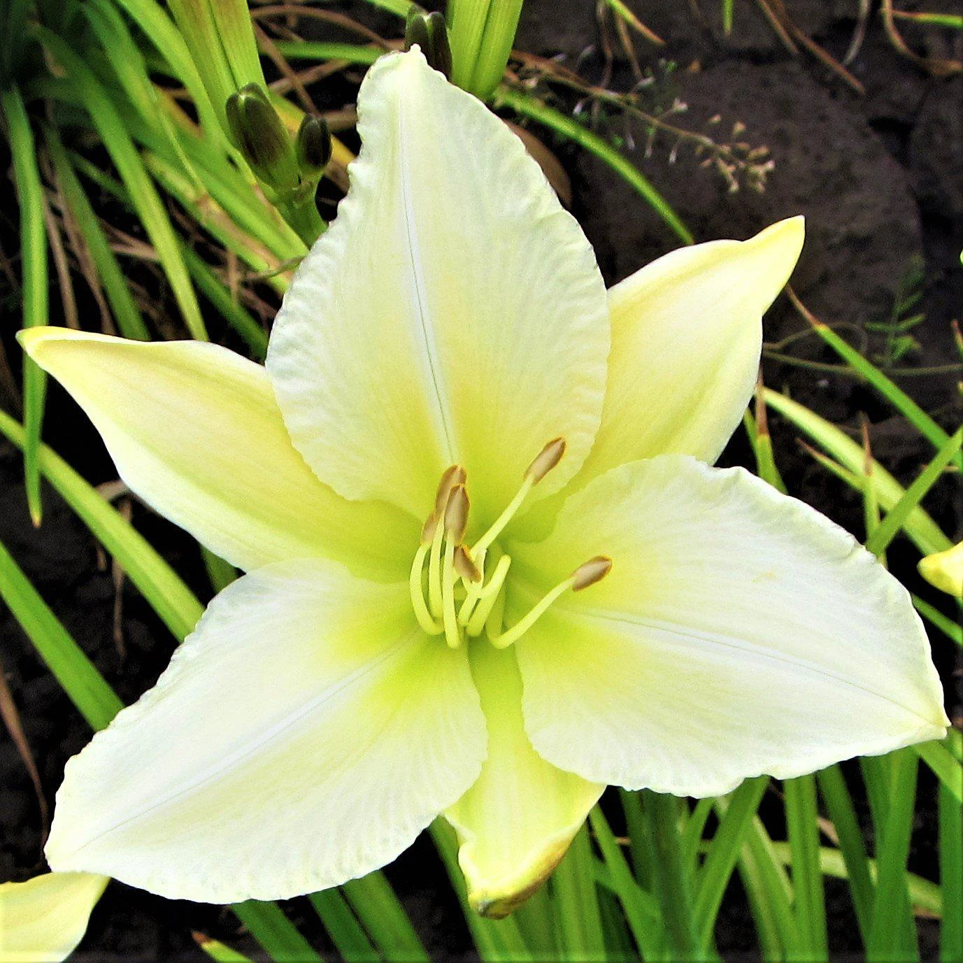 Daylily - Gentle Shepherd
