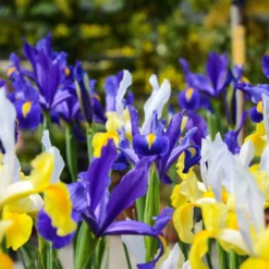Dutch Iris - Spring Royalty Mix