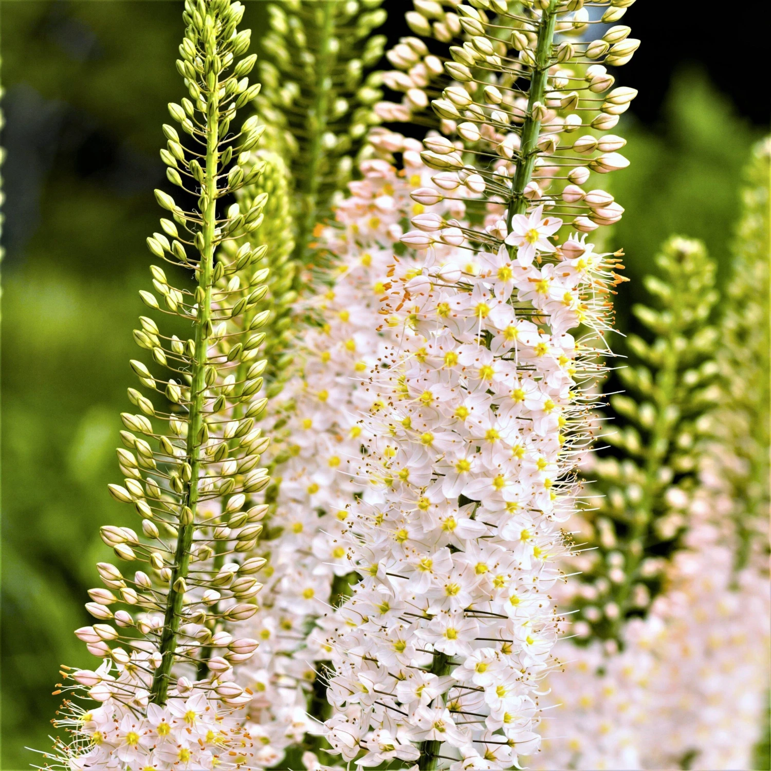 Eremurus - Shelford Hybrid Mix - Image 9