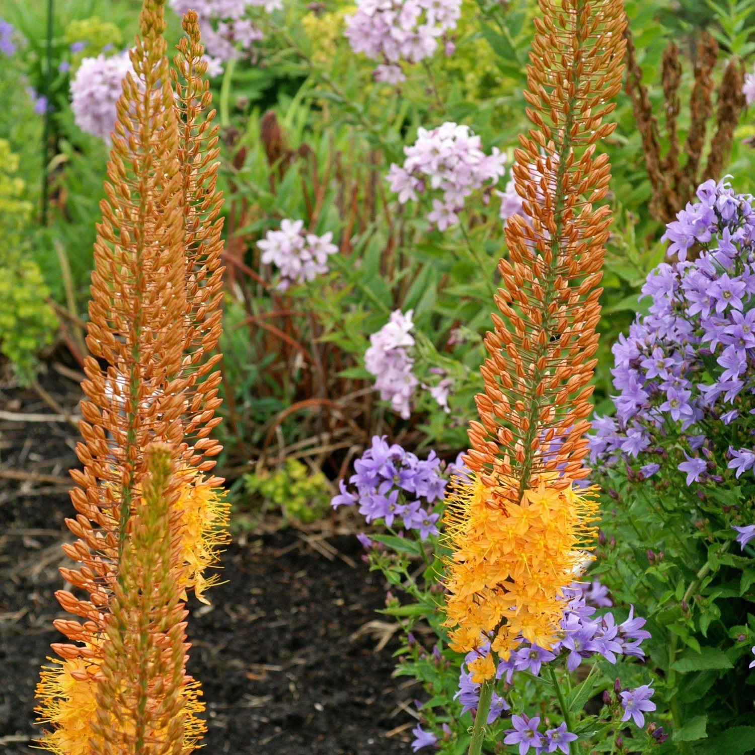 Eremurus - Rexona - Image 2