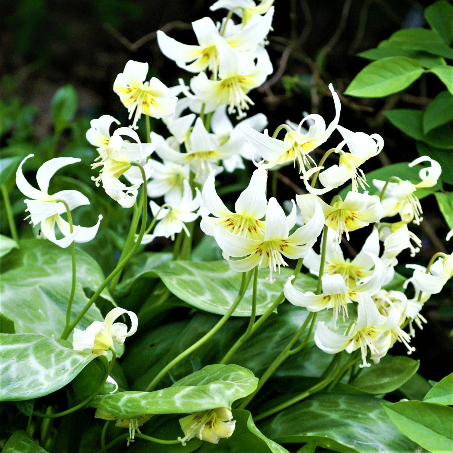 Erythronium - Californicum White Beauty - Image 5