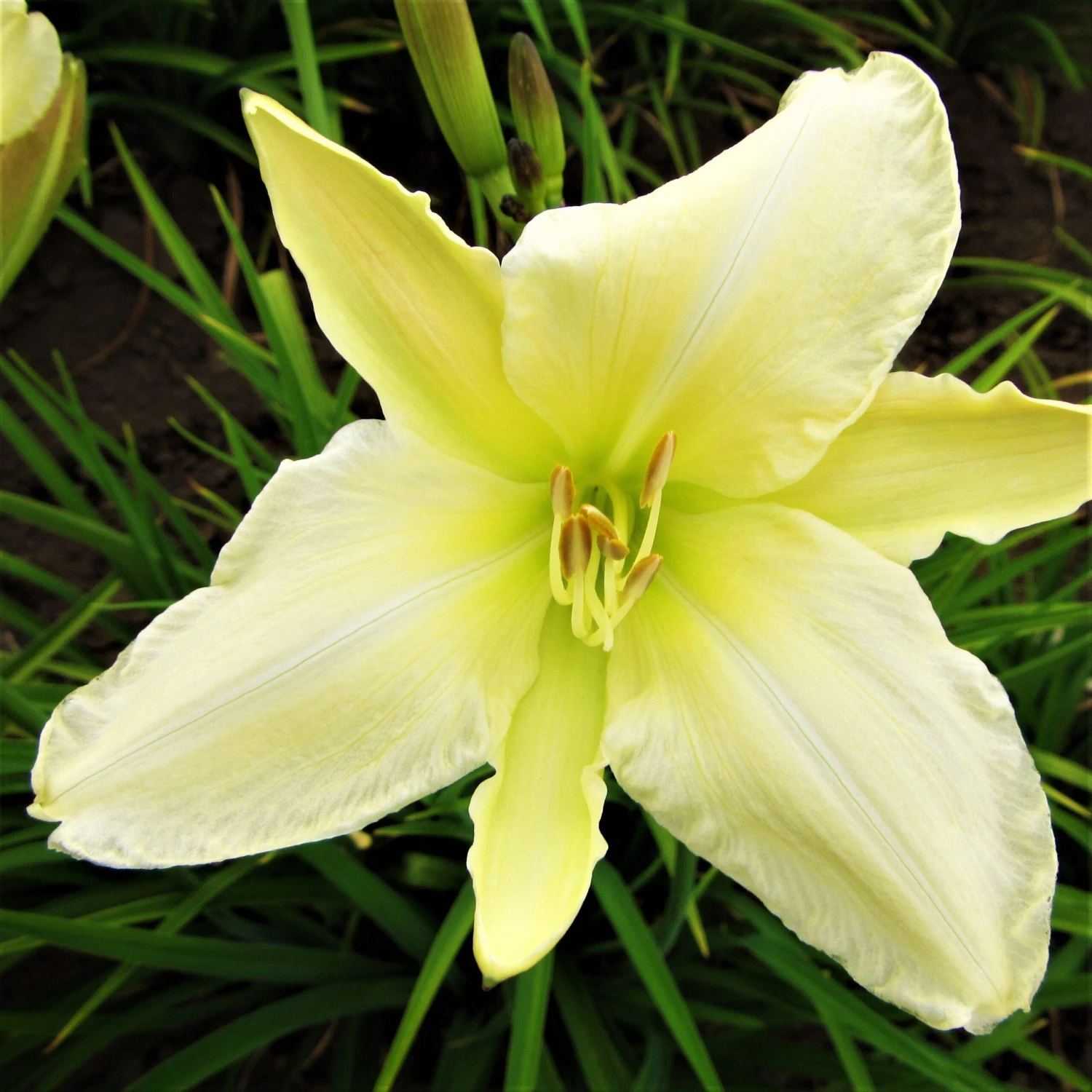 Daylily - Gentle Shepherd - Image 2