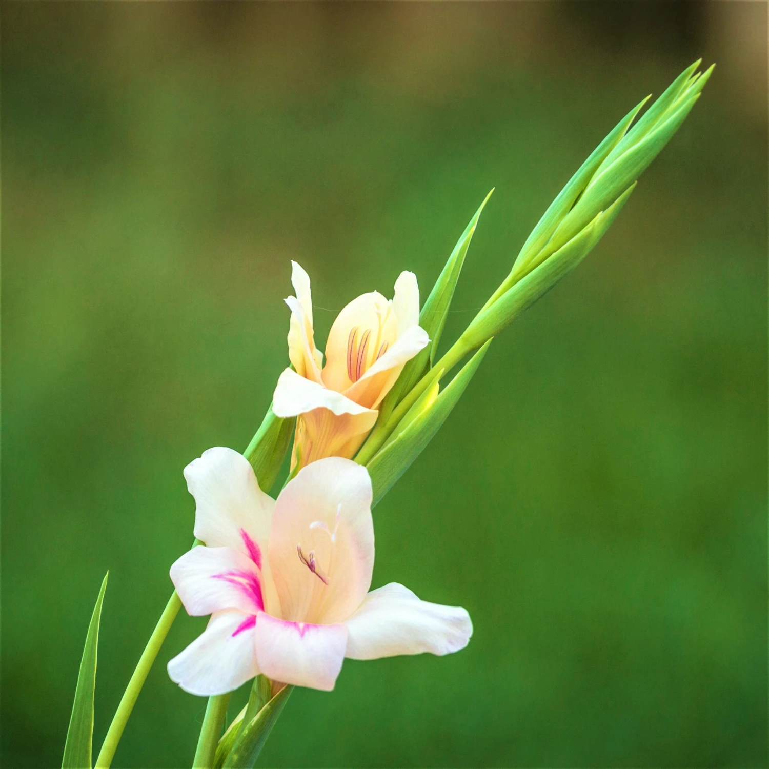 Gladiolus - Nanus Hardy Easy To Grow Mix - Image 4
