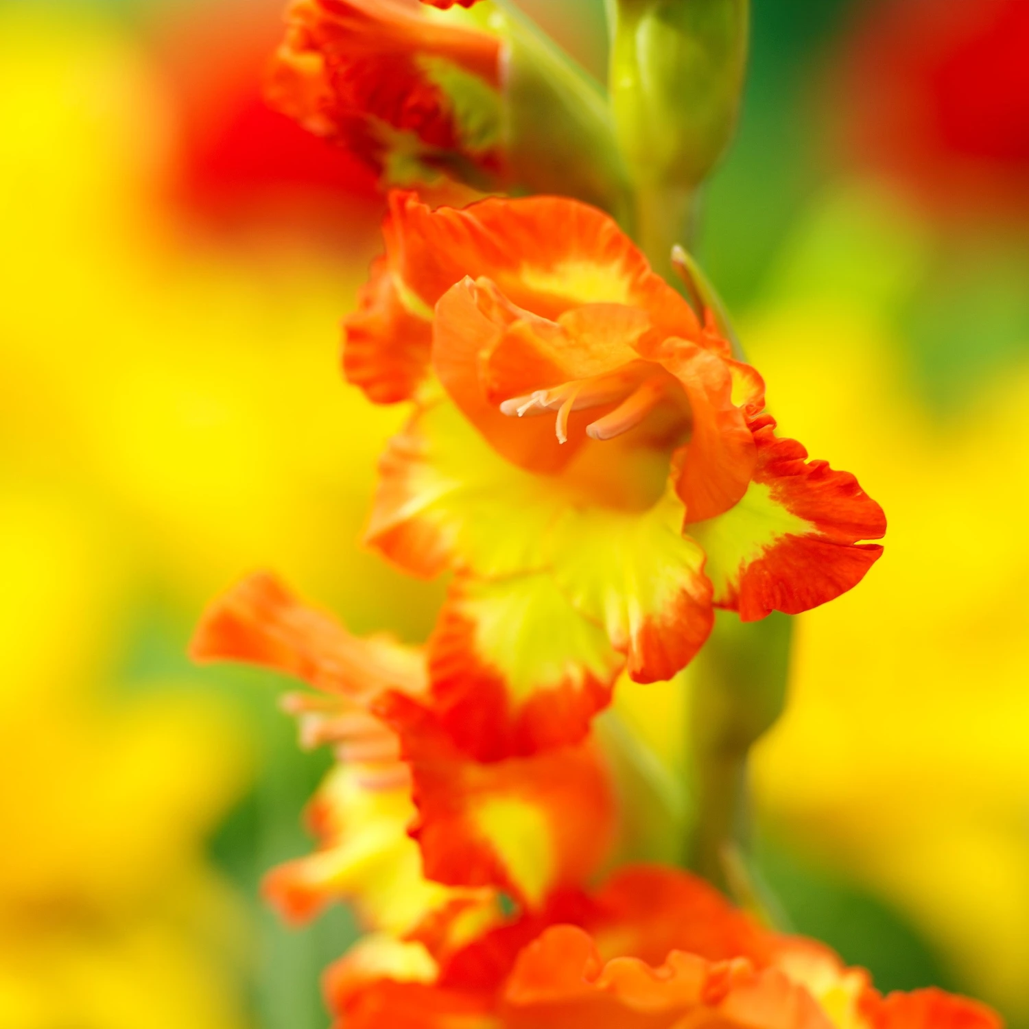 Gladiolus - Las Vegas - Image 2