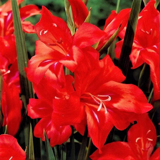 Gladiolus - Nanus Hardy Easy To Grow Mix - Image 9