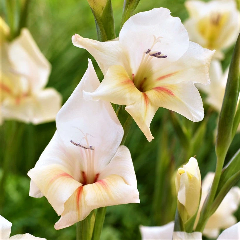 Gladiolus - Nanus Hardy Easy To Grow Mix - Image 7