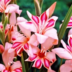 Gladiolus - Impressive