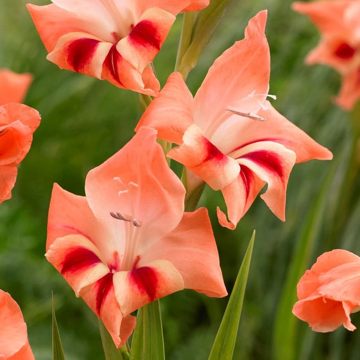 Gladiolus - Nanus Hardy Easy To Grow Mix - Image 2