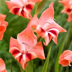 Gladiolus - Nathalie