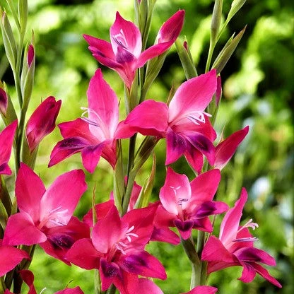 Gladiolus - Nanus Hardy Easy To Grow Mix - Image 8