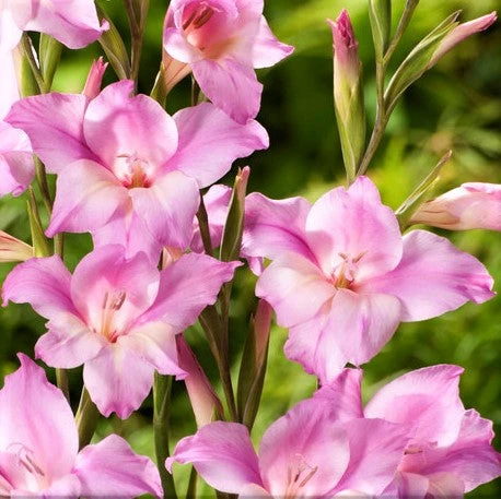 Gladiolus - Nanus Hardy Easy To Grow Mix - Image 3