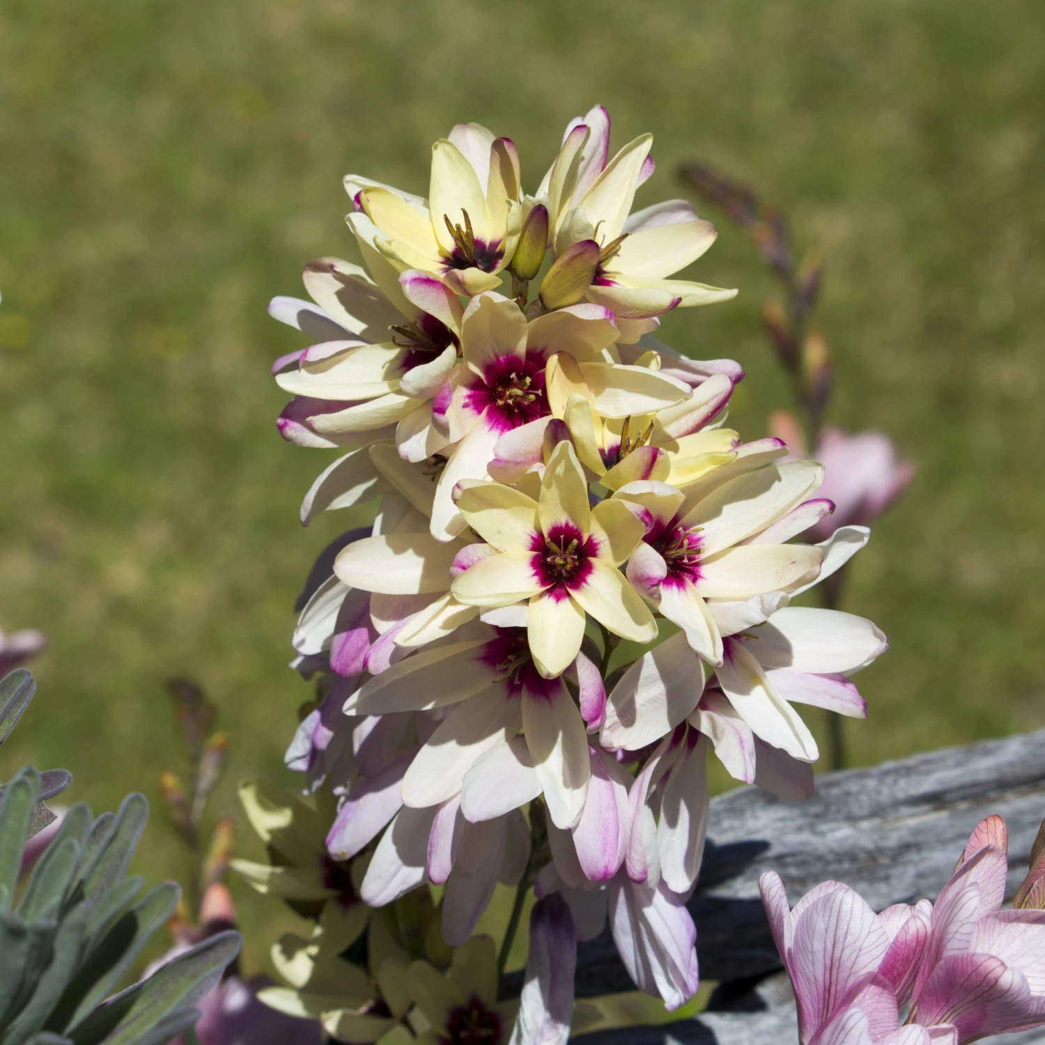 Ixia - Magic Wand Mix - Image 5