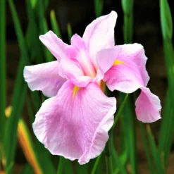 Japanese Iris - Pink Lady