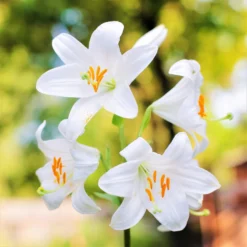 Lilium - Candidum Madonna Lily (Fragrant)