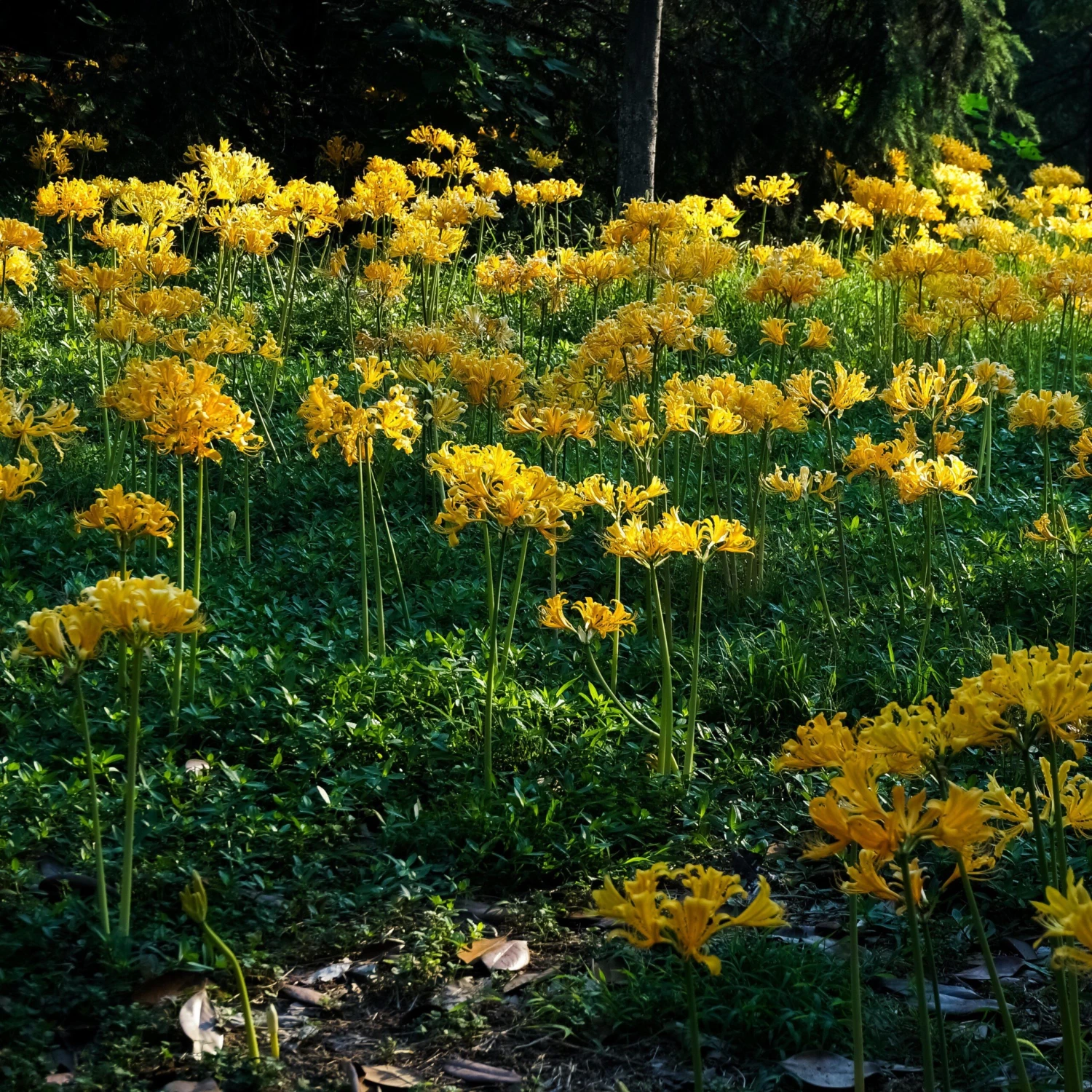 Lycoris - Aurea Yellow Trio - Image 5