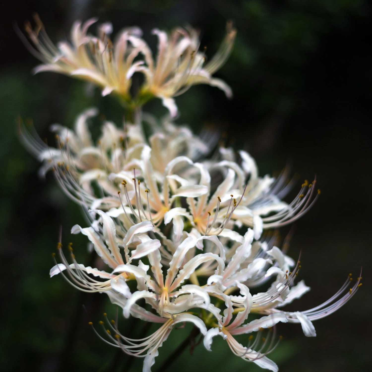Lycoris - Albiflora White - Image 2