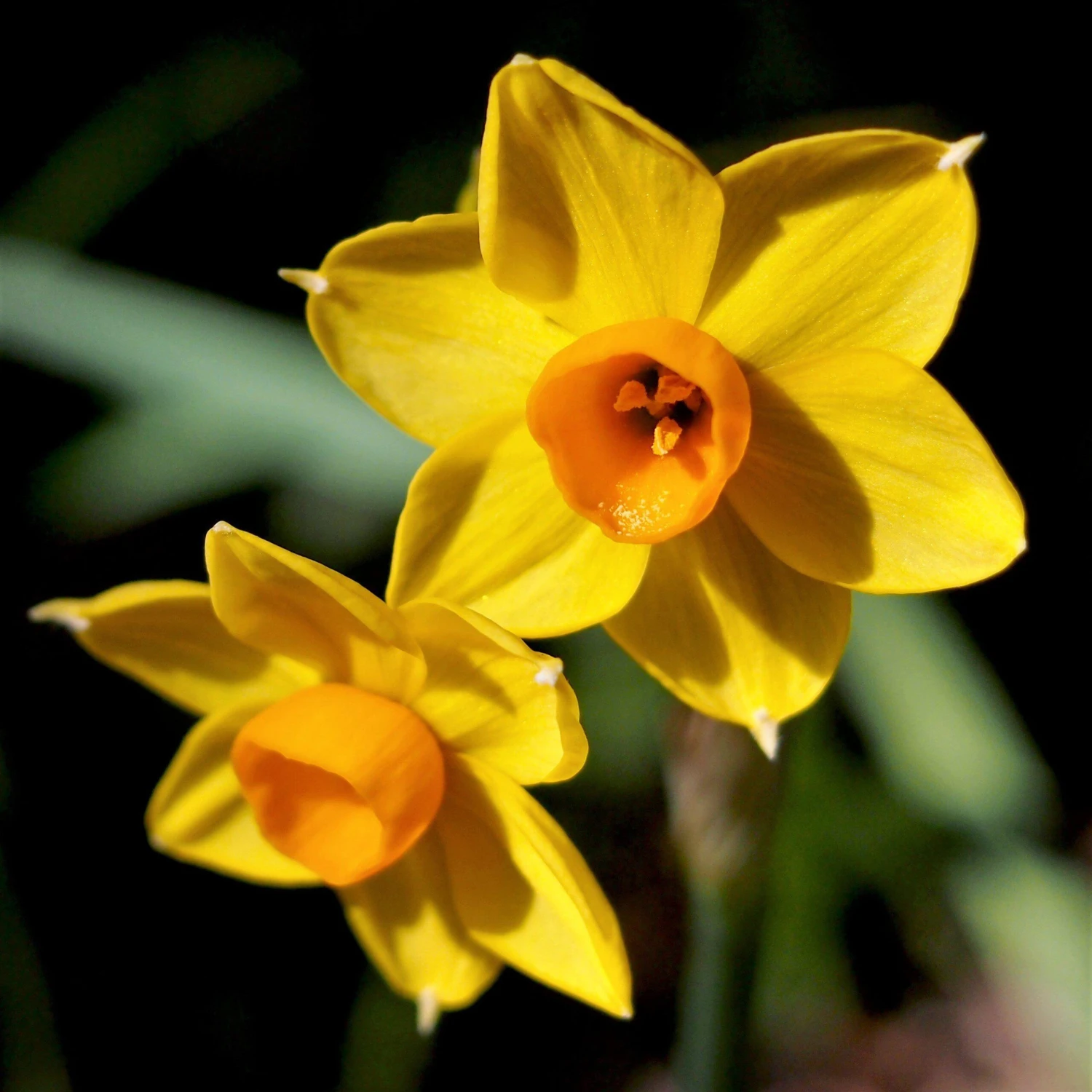 Narcissus - Daffodil Sweet Petite Mix - Image 7