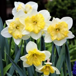 Narcissus - Daffodil Bella Estrella