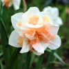 Narcissus - Daffodil Replete
