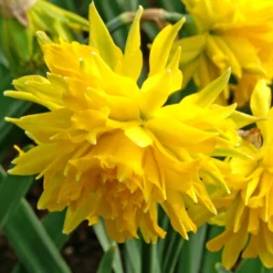 Narcissus - Daffodil Rip Van Winkle