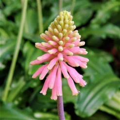 Veltheimia - Bracteata