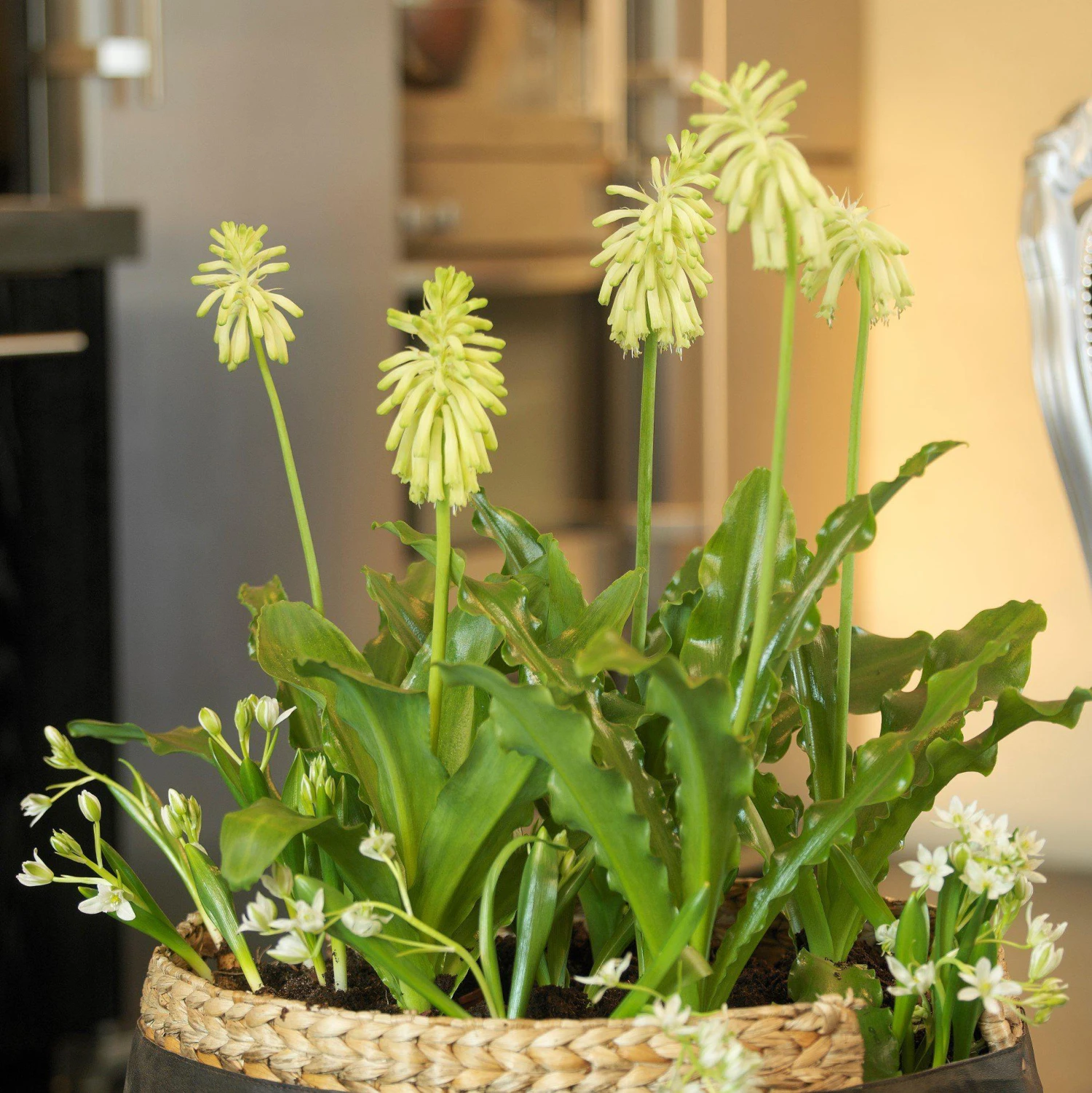 Veltheimia - Bracteata Lemon Flame - Image 2