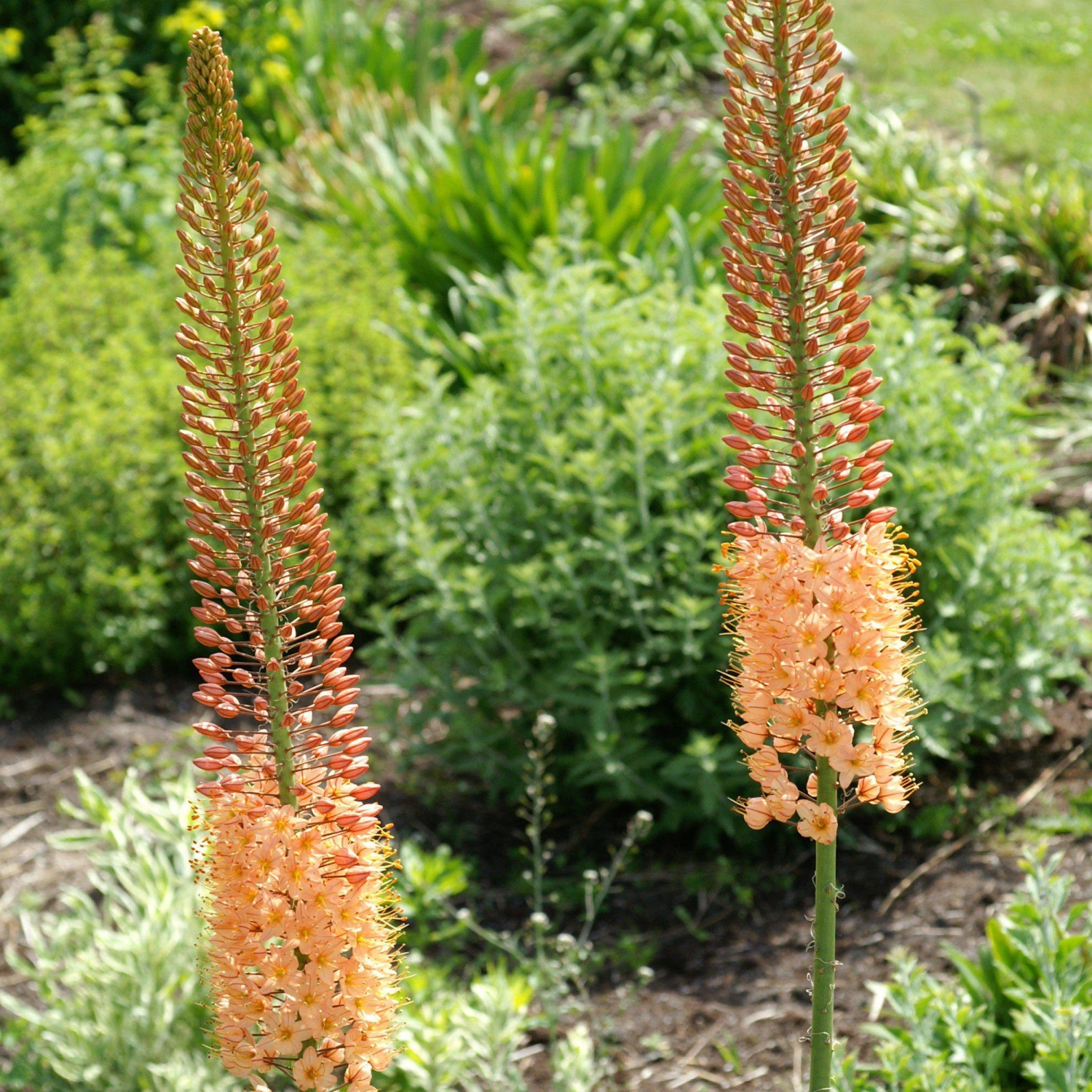 Eremurus - Shelford Hybrid Mix - Image 8