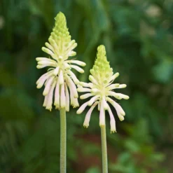 Veltheimia - Bracteata Lemon Flame