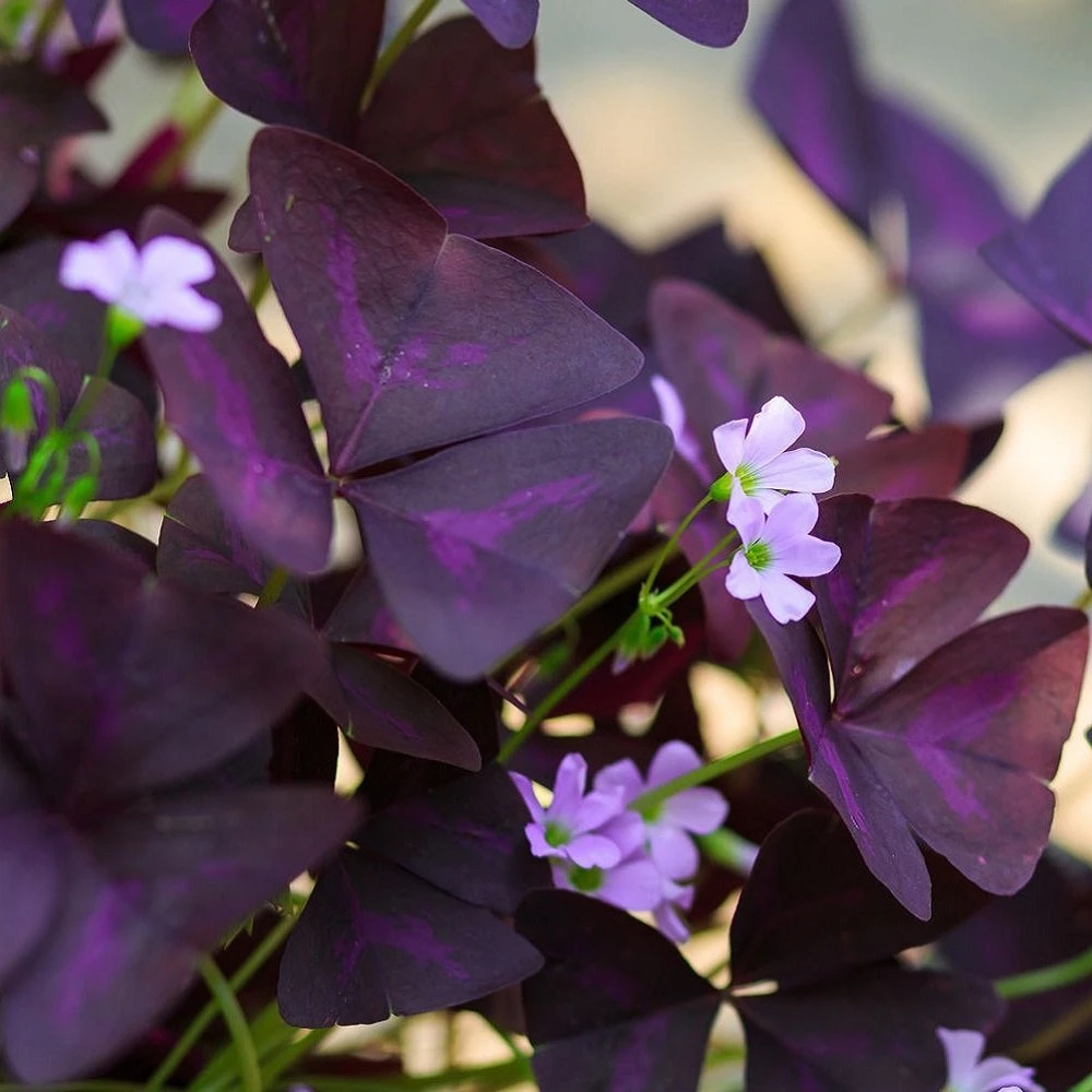 Oxalis - Triangularis Purple Shamrocks