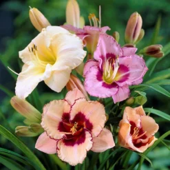 Daylily - Bumper Crop Mix